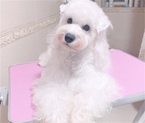 狗狗剪毛后皮肤过敏抓挠怎么办
