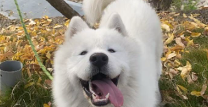 狗狗咬指甲是怎么回事