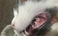 猫咪牙周炎怎么处理好得快