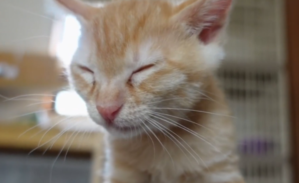 猫咪频繁甩耳朵抓挠是耳螨吗? 猫咪频繁甩耳朵抓挠是耳螨吗?