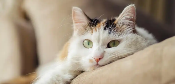 猫咪耳螨怎么去除