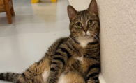 猫咪自发性膀胱炎是什么原因引起的