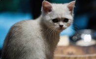 猫咪打喷嚏带血丝什么病?
