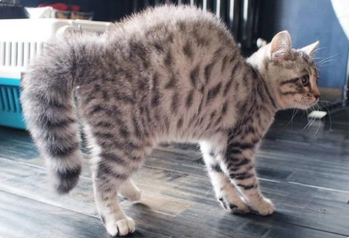 猫咪弓背走路的姿势异常? 猫咪弓背走路的姿势异常?