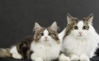 猫咪持续摇头并抓挠耳朵？
