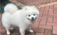 狗狗脾肿大严重吗?