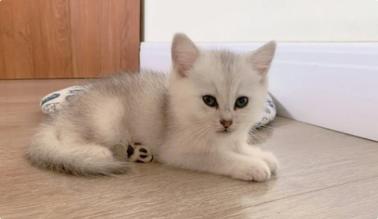猫咪尿路感染有哪些表现? 猫咪尿路感染有哪些表现?