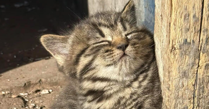 猫咪主动脉血栓有什么急救办法吗 猫咪主动脉血栓有什么急救办法吗