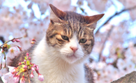 猫咪哮喘和普通咳嗽怎么区分