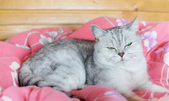 猫咪流清鼻涕转为脓性? 猫咪流清鼻涕转为脓性?