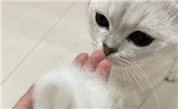 猫咪大量掉毛除了换毛还有哪些疾病原因?