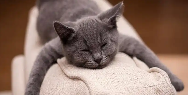 猫咪哮喘需要长期用药治疗吗 猫咪哮喘需要长期用药治疗吗