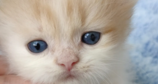 猫咪眼皮肿胀是生病了吗