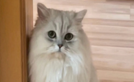 猫角膜水肿多久能恢复