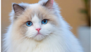 猫咪孢子丝菌病是什么病毒 猫咪孢子丝菌病是什么病毒