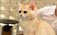猫鼻支就是杯状病毒吗