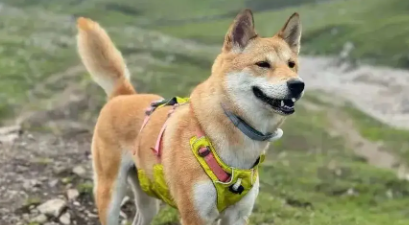 狗狗过敏性皮炎怎么治疗最好