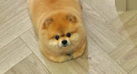 狗狗食管憩室需要手术吗能治好吗