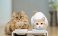 猫咪指甲根部肿胀化脓？