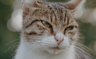猫咪坐车呼吸急促怎么回事