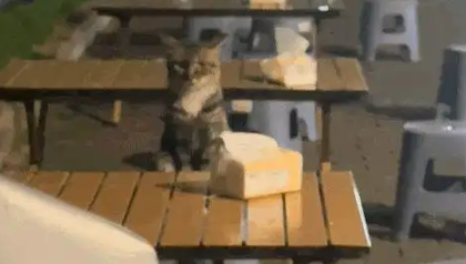 重庆流浪猫蹲守夜市,总结出一套“干饭逻辑”,网友争着“云投喂” 重庆流浪猫蹲守夜市,总结出一套“干饭逻辑”,网友争着“云投喂”