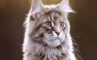 怎么区分猫咪打哈欠,是放松还是咽喉软组织不适?