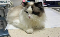 猫咪拉稀带血但精神很好正常吗