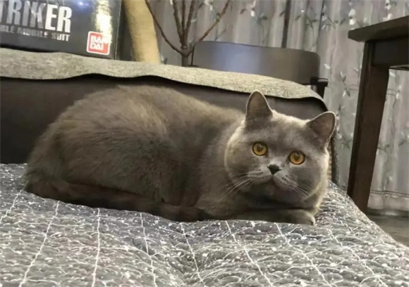 猫咪被吓到后呼吸异常怎么办