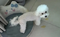狗狗吐了黄黄的一坨出来为什么