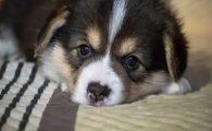 狗狗肾上腺皮质低功容易误诊吗