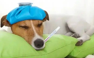 狗狗发热在家怎么处理