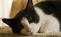 猫咪关节肿了会自愈吗