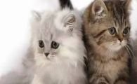 猫咪并非老年猫,是什么原因造成它胆汁分泌能力下降?