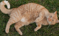 猫咪腹部有波动感像积水？