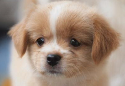 狗狗拉稀要吃什么药? 狗狗拉稀要吃什么药?