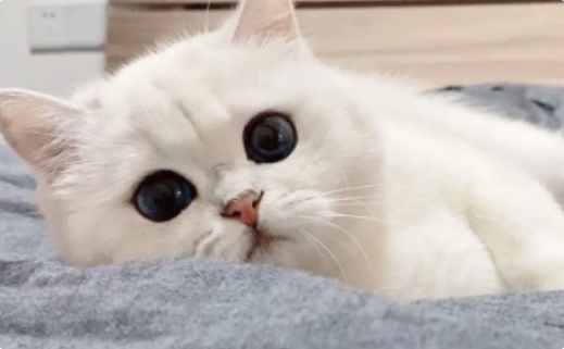 猫咪吃完就吐是食道问题吗？
