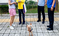 北京延庆对犬粪不清除行为展开执法