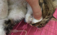 猫咪频繁吐毛球算是生病吗？