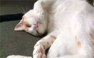 猫咪蜱虫感染存在哪些风险