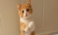 猫咪眼角发红没有眼屎是什么病？