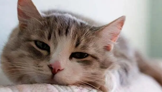 猫咪得了蛔虫病如何治疗好 猫咪得了蛔虫病如何治疗好
