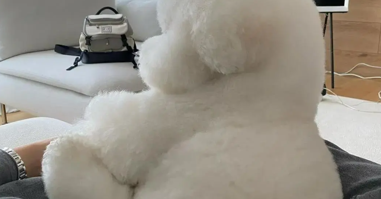 收容所被贴上恶犬标签的狗狗，律师领养后为何意外走红？