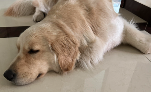 狗狗频繁呕吐是什么问题导致的? 狗狗频繁呕吐是什么问题导致的?
