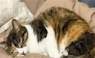 猫尿闭症能治好吗