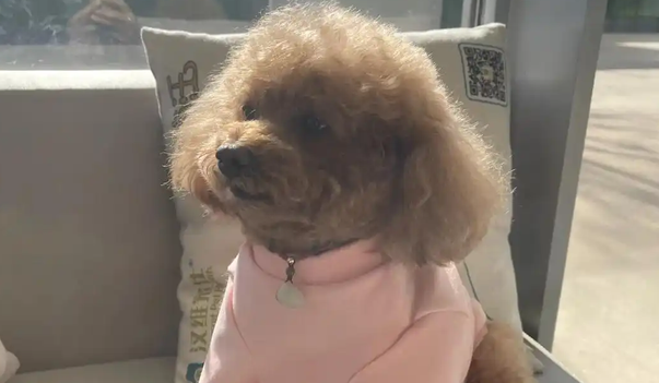 狗狗肚子叫还呕吐是怎么回事