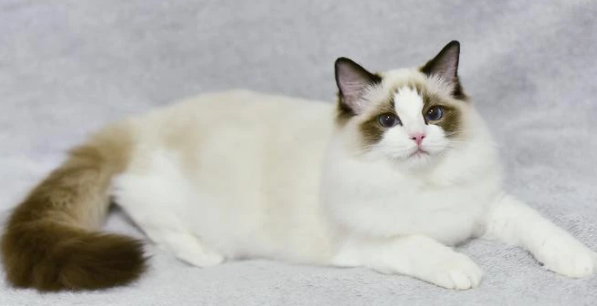 猫咪便秘怎么调理最有效