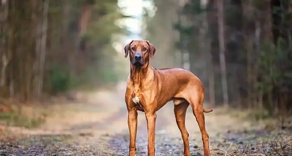 背上长“反骨”，敢单挑狮子：罗得西亚脊背犬的传奇故事