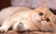 猫咪黑便或柏油样便正常吗？