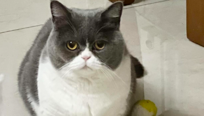 猫咪口臭没有牙结石怎么办? 猫咪口臭没有牙结石怎么办?
