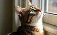 猫咪甲状腺结节需要治疗吗